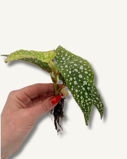 Der tolle Begonia Ableger, die perfekte größe