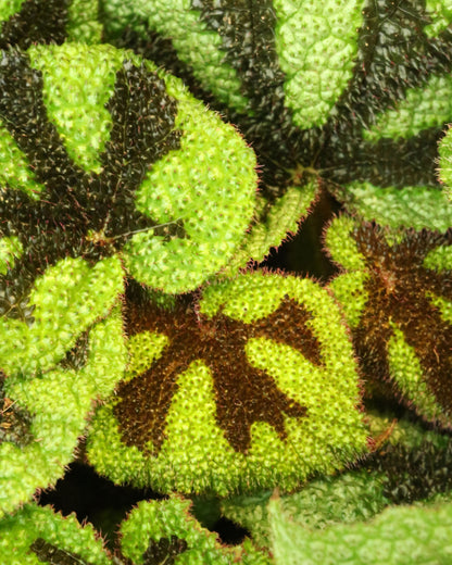 Begonia masoniana Mountain | bewurzelter Ableger