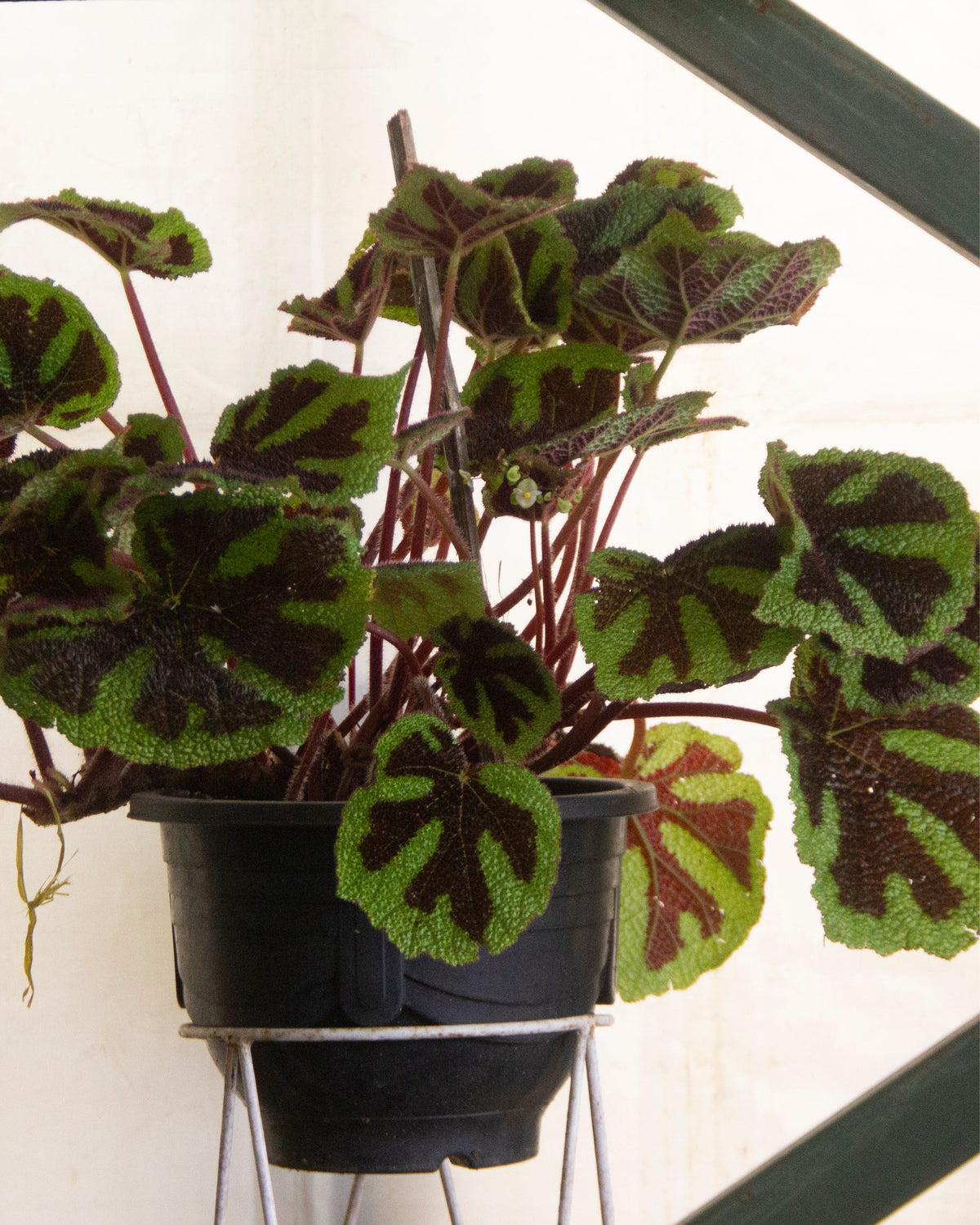 Begonia masoniana Mountain | bewurzelter Ableger