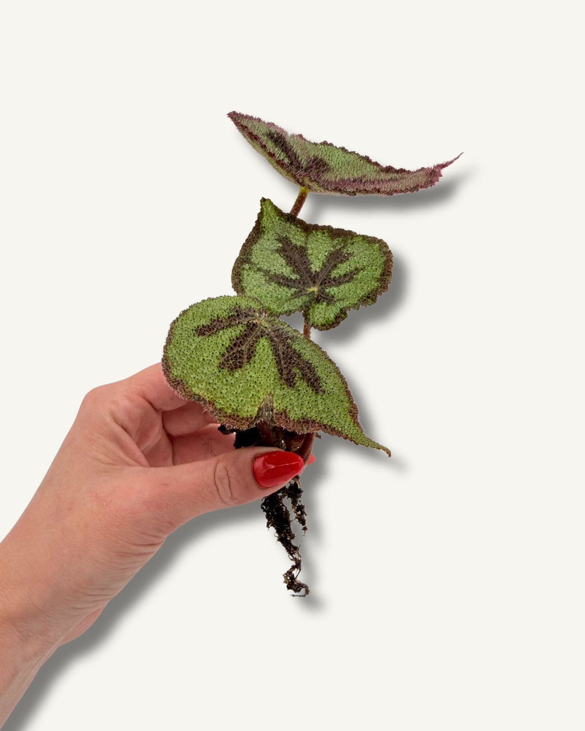Begonia masoniana Mountain | bewurzelter Ableger