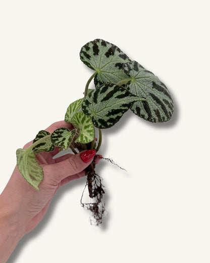 Begonia rex Silver Jewell | bewurzelter Ableger