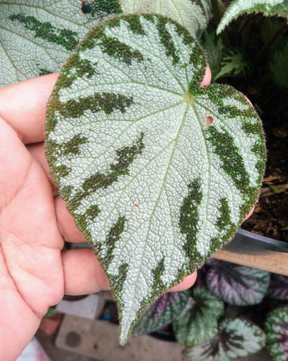 Begonia rex Silver Jewell | bewurzelter Ableger