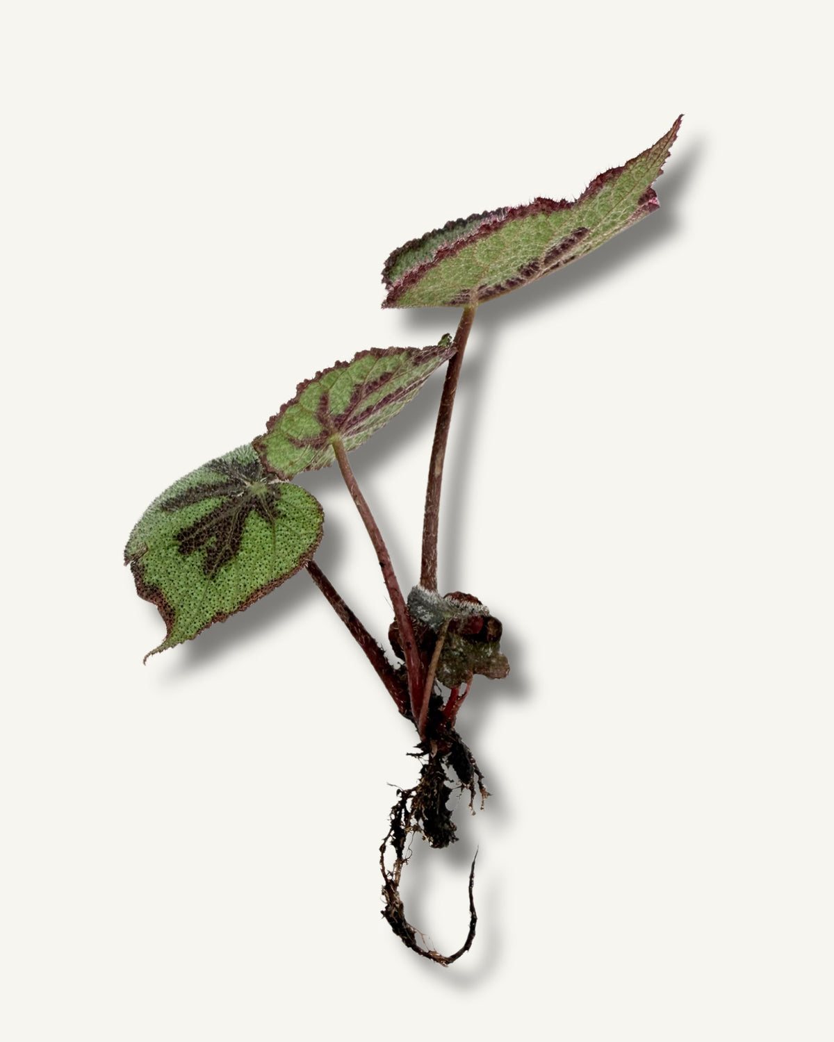 Begonia masoniana Mountain | bewurzelter Ableger