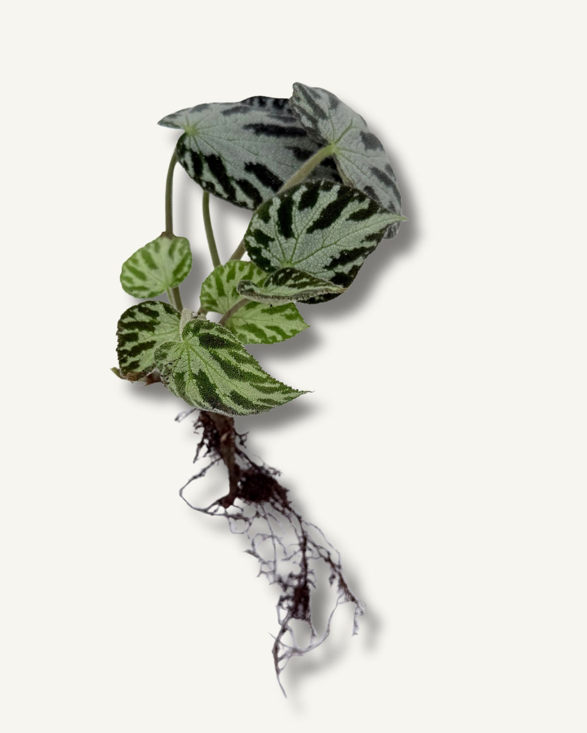 Begonia rex Silver Jewell | bewurzelter Ableger
