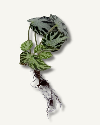 Begonia rex Silver Jewell | bewurzelter Ableger