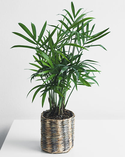 Bergpalme – eingepflanzt im Topf (Beispiel)