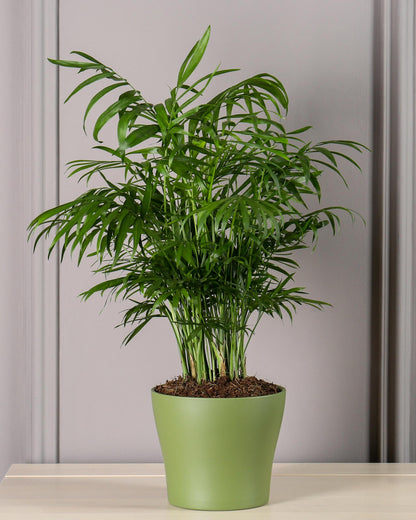 Chamaedorea elegans – auf Regal/Sideboard (Beispiel)