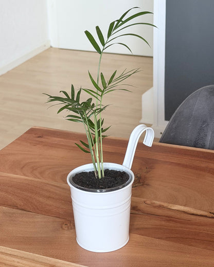 Bergpalme – Frisch eingetöpfte Ableger (Ø 9cm Topf)