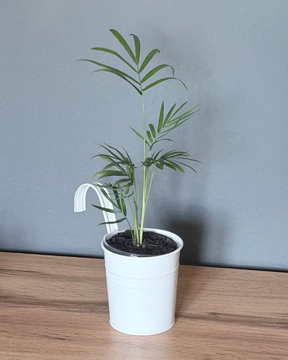 Bergpalme – Frisch eingetöpfte Ableger (Ø 9cm Topf)