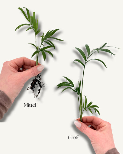 Bergpalme – Ableger in der Hand (Größenbeispiel)