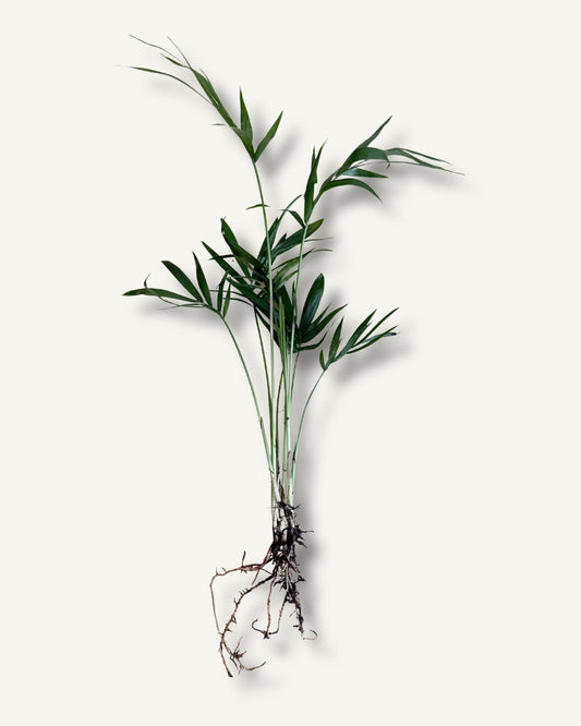 bergpalme ableger titelbild