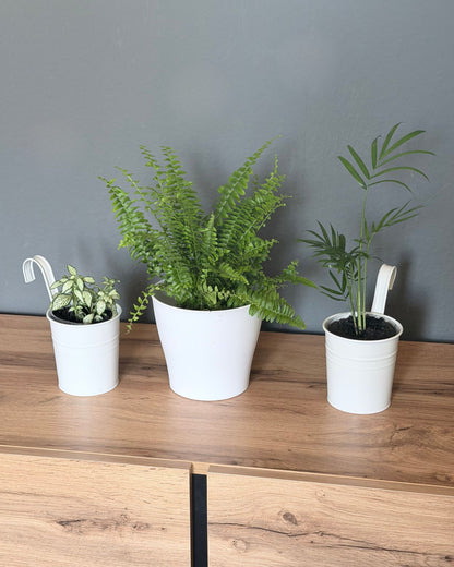 Trio-Set Sorglos Grün – Schwertfarn, Bergpalme & Fittonia (100% Haustierfreundlich)