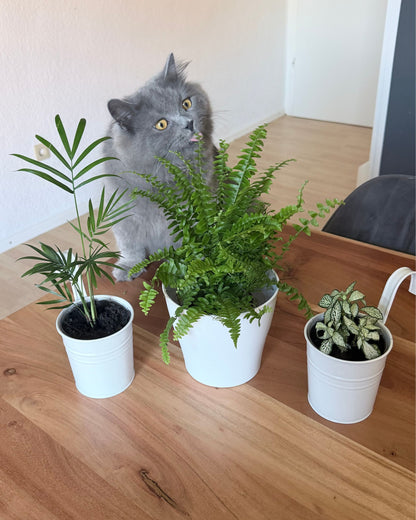 Trio-Set Sorglos Grün – Schwertfarn, Bergpalme & Fittonia (100% Haustierfreundlich)