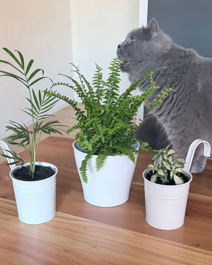 Trio-Set Sorglos Grün – Schwertfarn, Bergpalme & Fittonia (100% Haustierfreundlich)