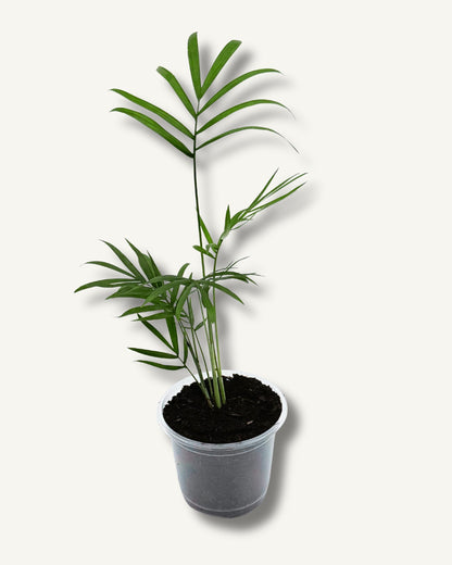 Bergpalme – Frisch eingetöpfte Ableger (Ø 9cm Topf)