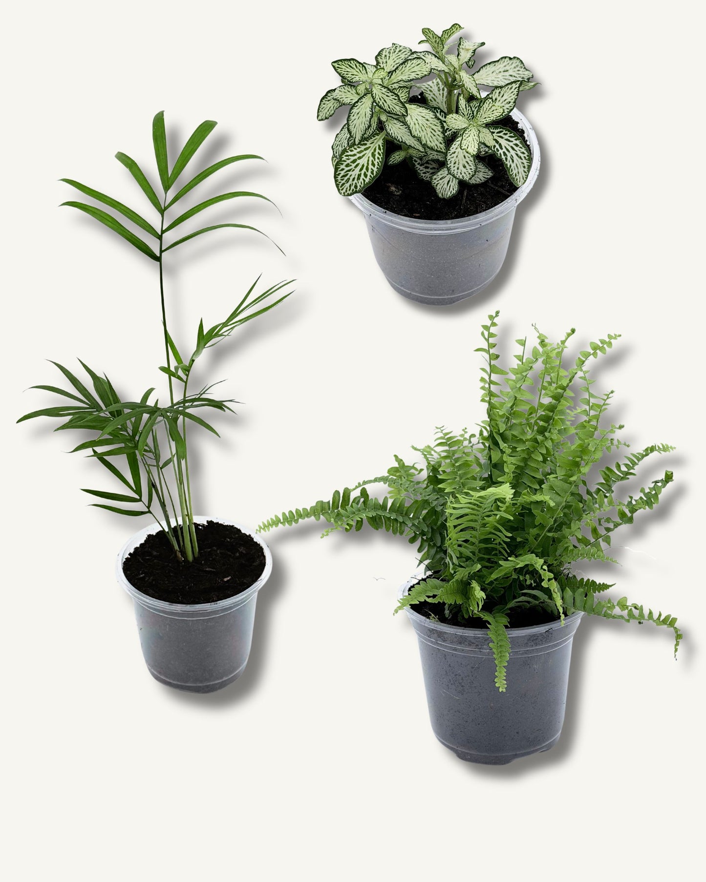 Trio-Set Sorglos Grün – Schwertfarn, Bergpalme & Fittonia (100% Haustierfreundlich)
