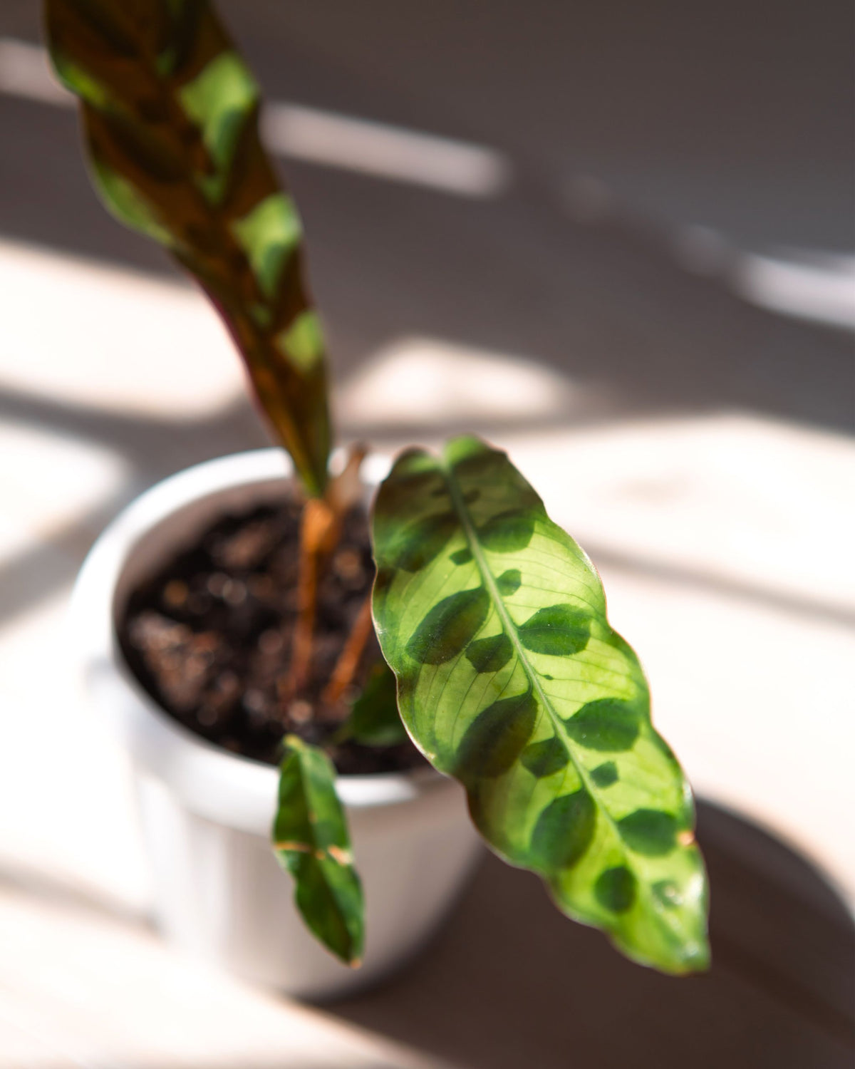 calathea lancifolia nahaufnahme