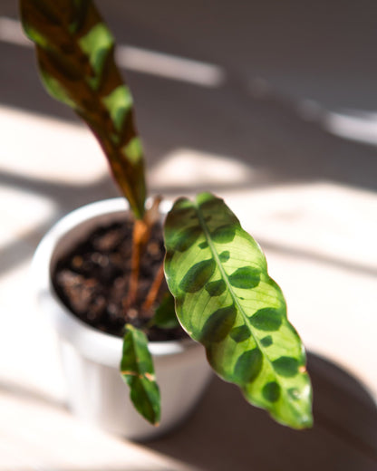 calathea lancifolia nahaufnahme