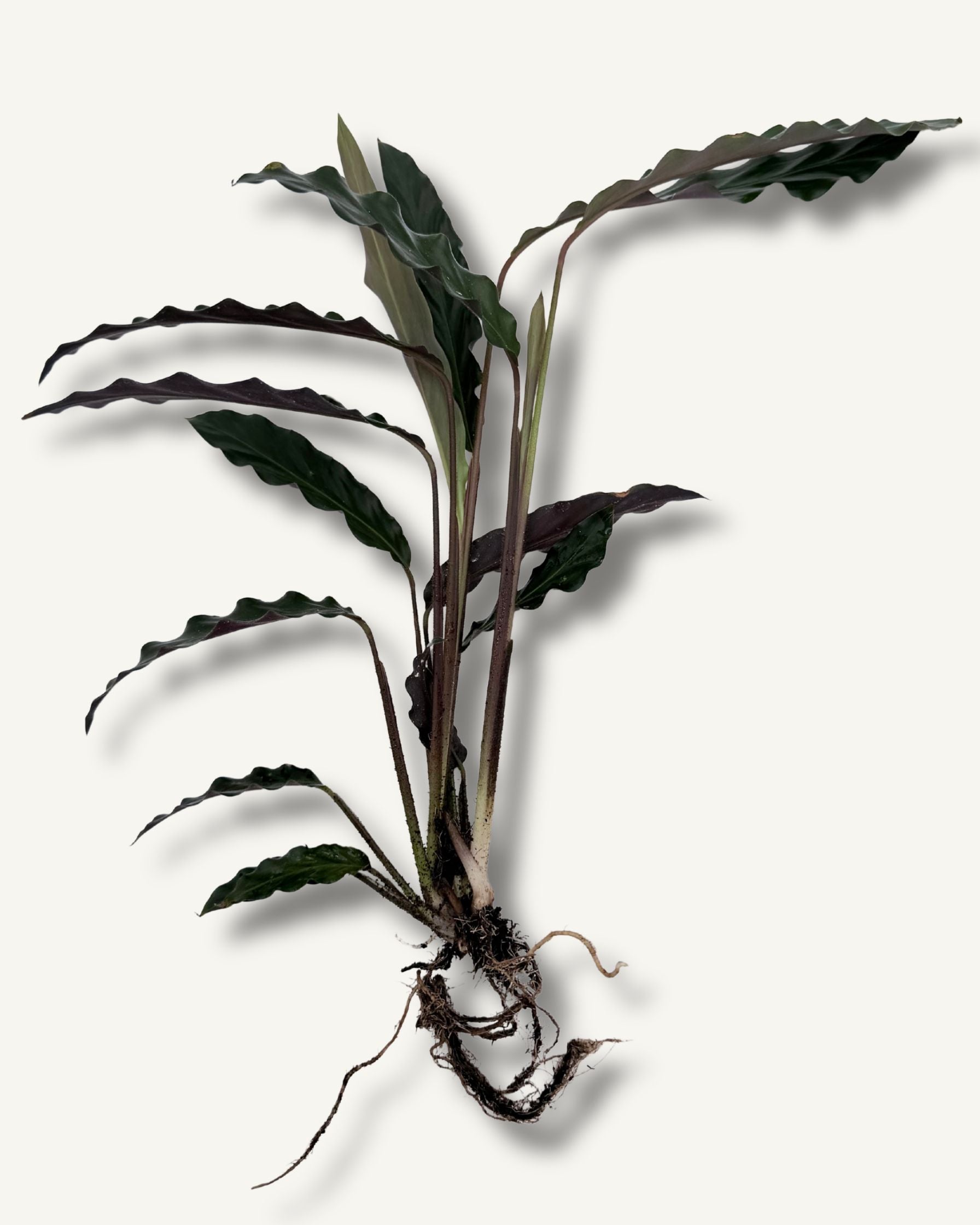 Calathea Ableger