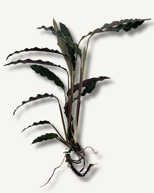 Calathea Ableger