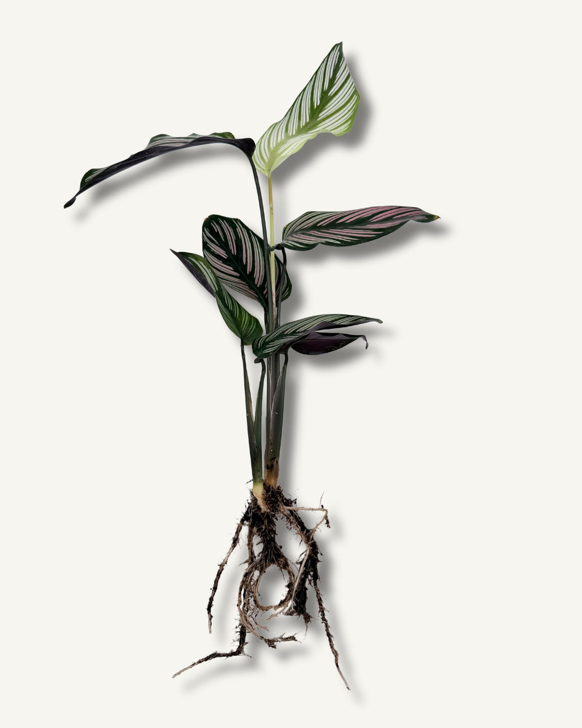 calathea white star titelbild ableger