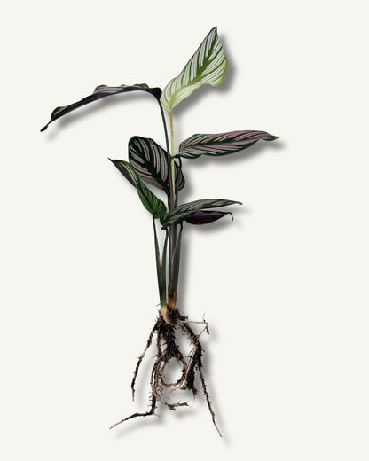 calathea white star titelbild ableger