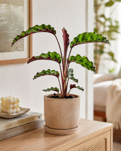 calathea lancifolia als dekoelement