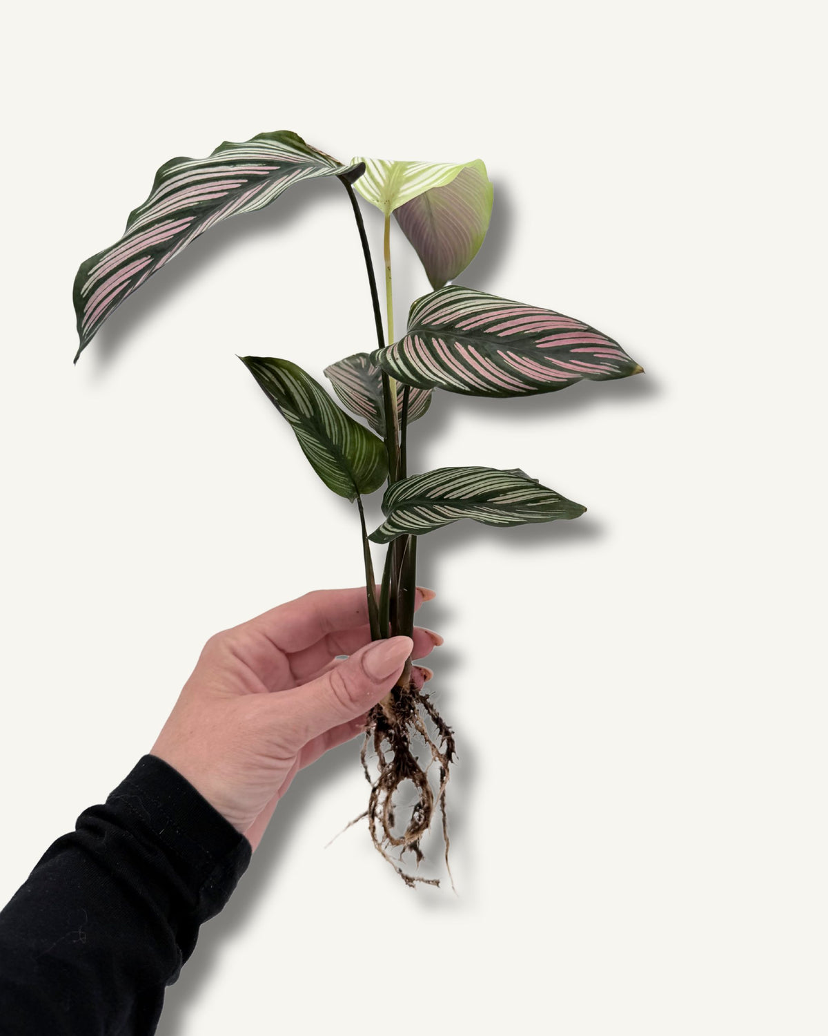 calathea whitestar größenverhältnis