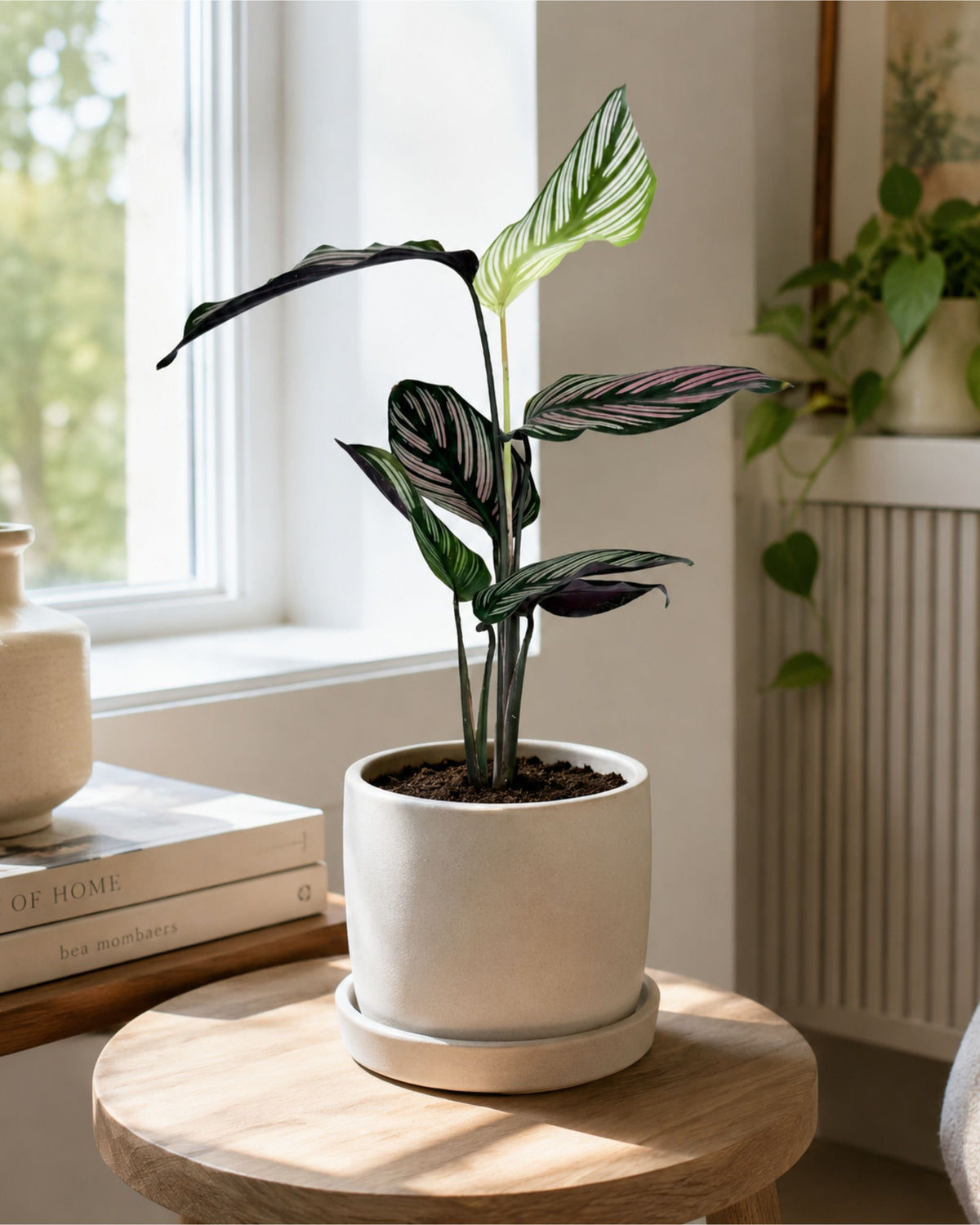 calathea ableger im wohnbereich beispiel