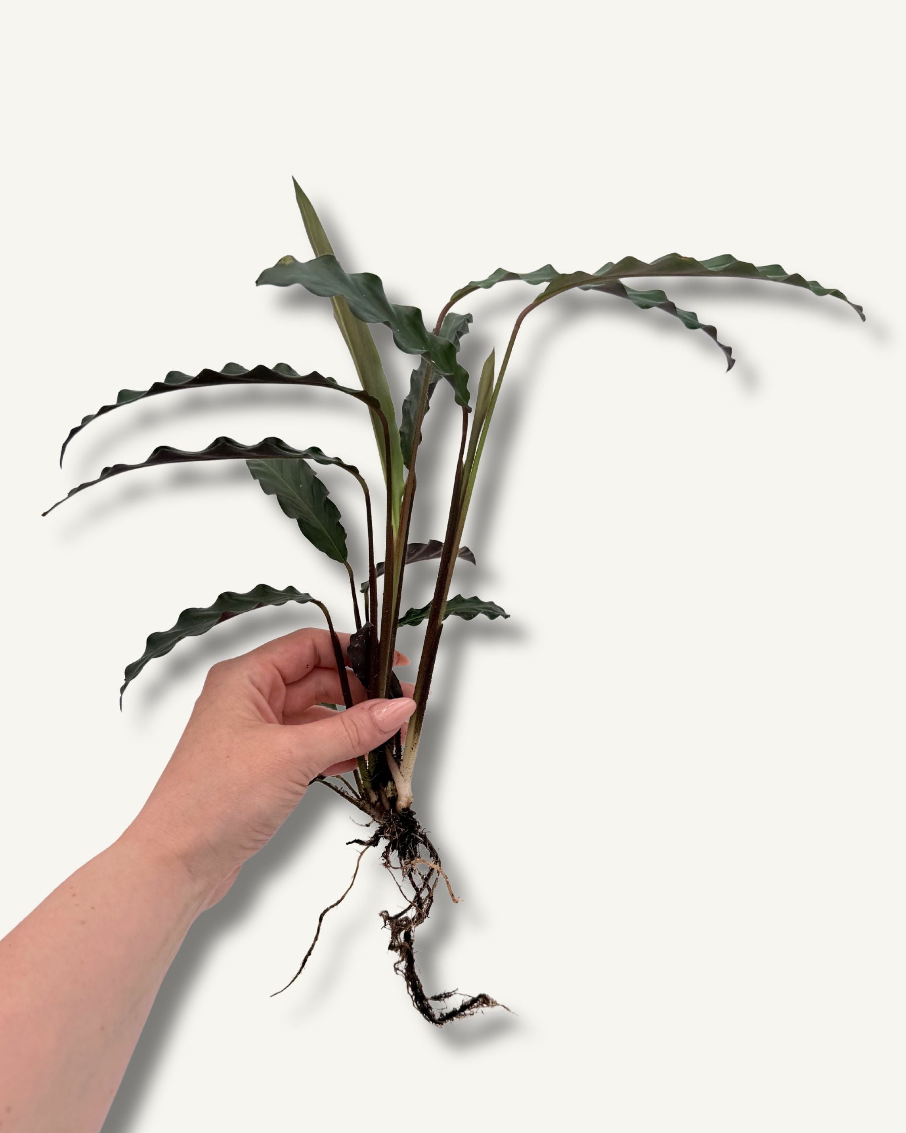 Calathea Größenverhältnis