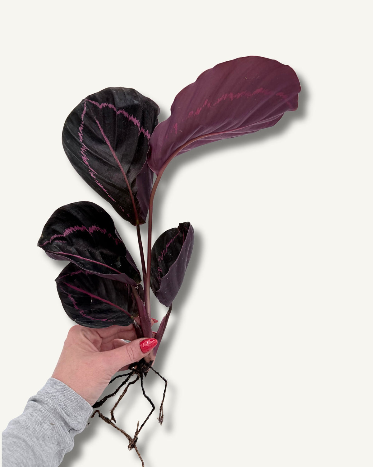 Calathea roseopicta Dottie  | bewurzelter Ableger