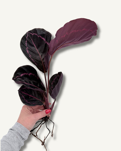 Calathea roseopicta Dottie  | bewurzelter Ableger