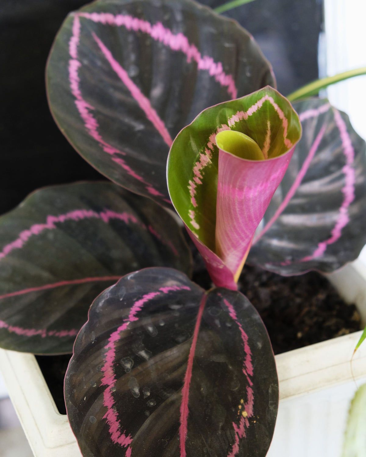 Calathea roseopicta Dottie  | bewurzelter Ableger