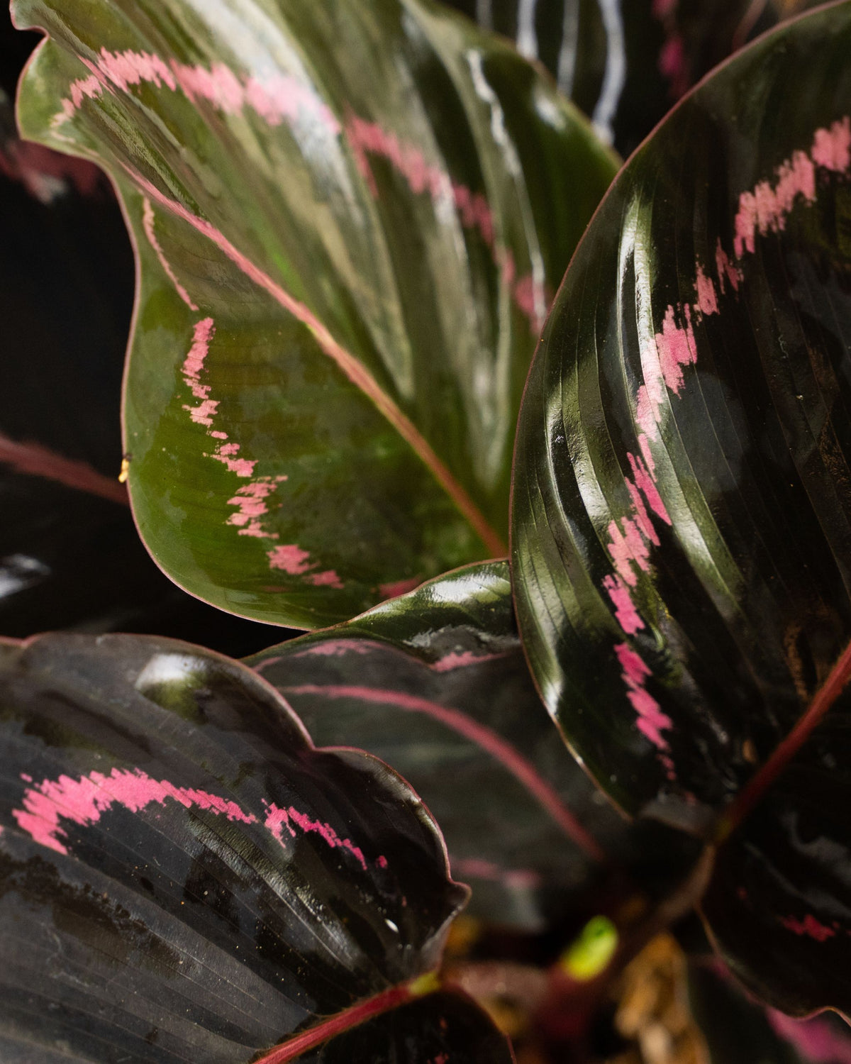 Calathea roseopicta Dottie  | bewurzelter Ableger