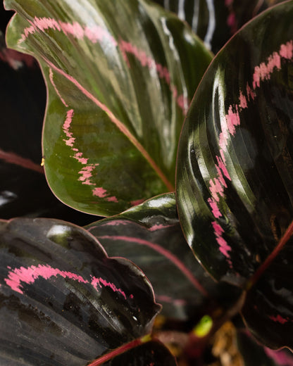 Calathea roseopicta Dottie  | bewurzelter Ableger