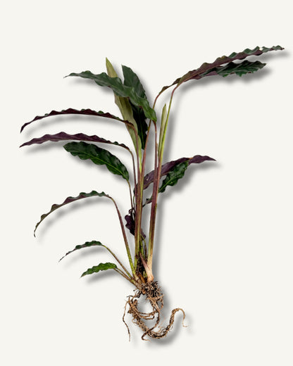 calathea ableger beispielbild