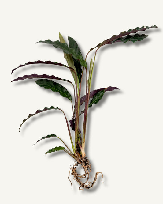 calathea ableger beispielbild