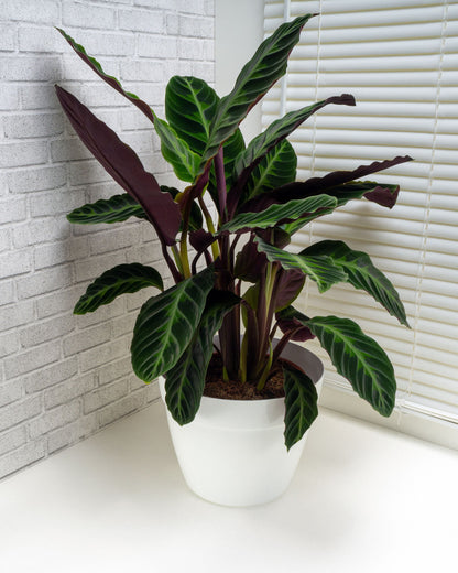 Calathea Velvet Glory | bewurzelter Ableger