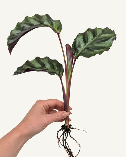 Calathea Velvet Glory | bewurzelter Ableger