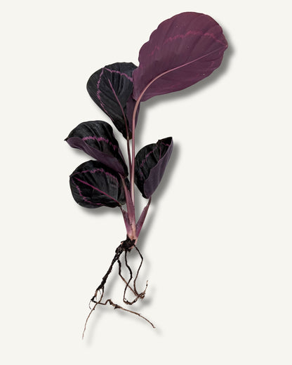 Calathea roseopicta Dottie  | bewurzelter Ableger