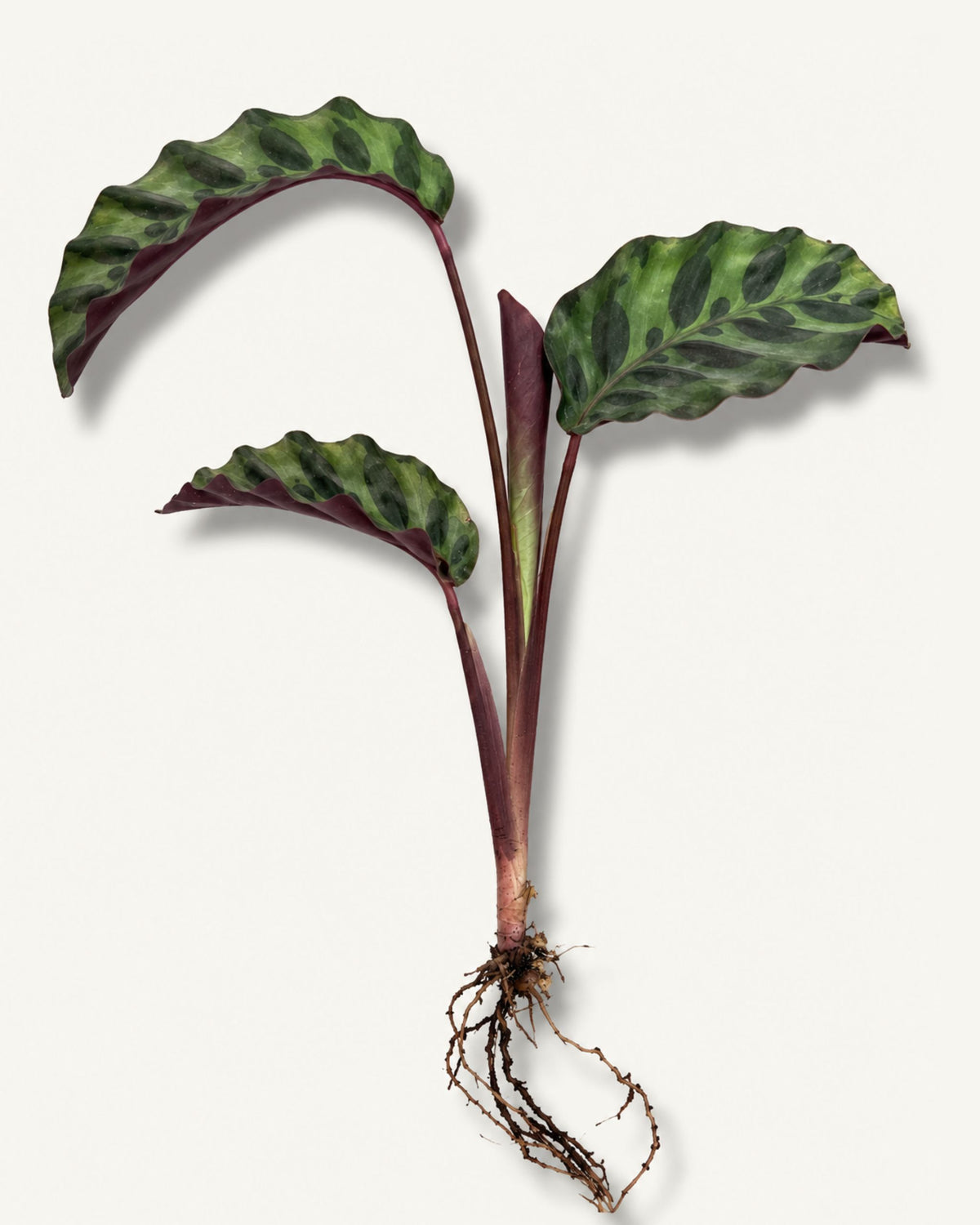 Calathea Velvet Glory | bewurzelter Ableger