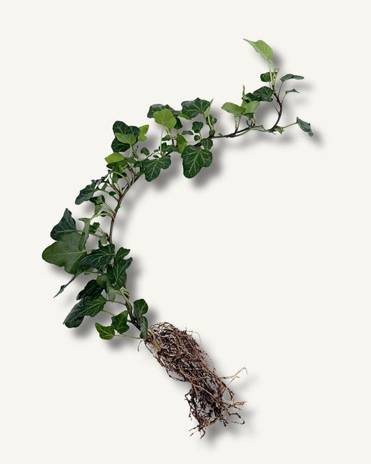 Efeu (Hedera helix) – bewurzelter Ableger