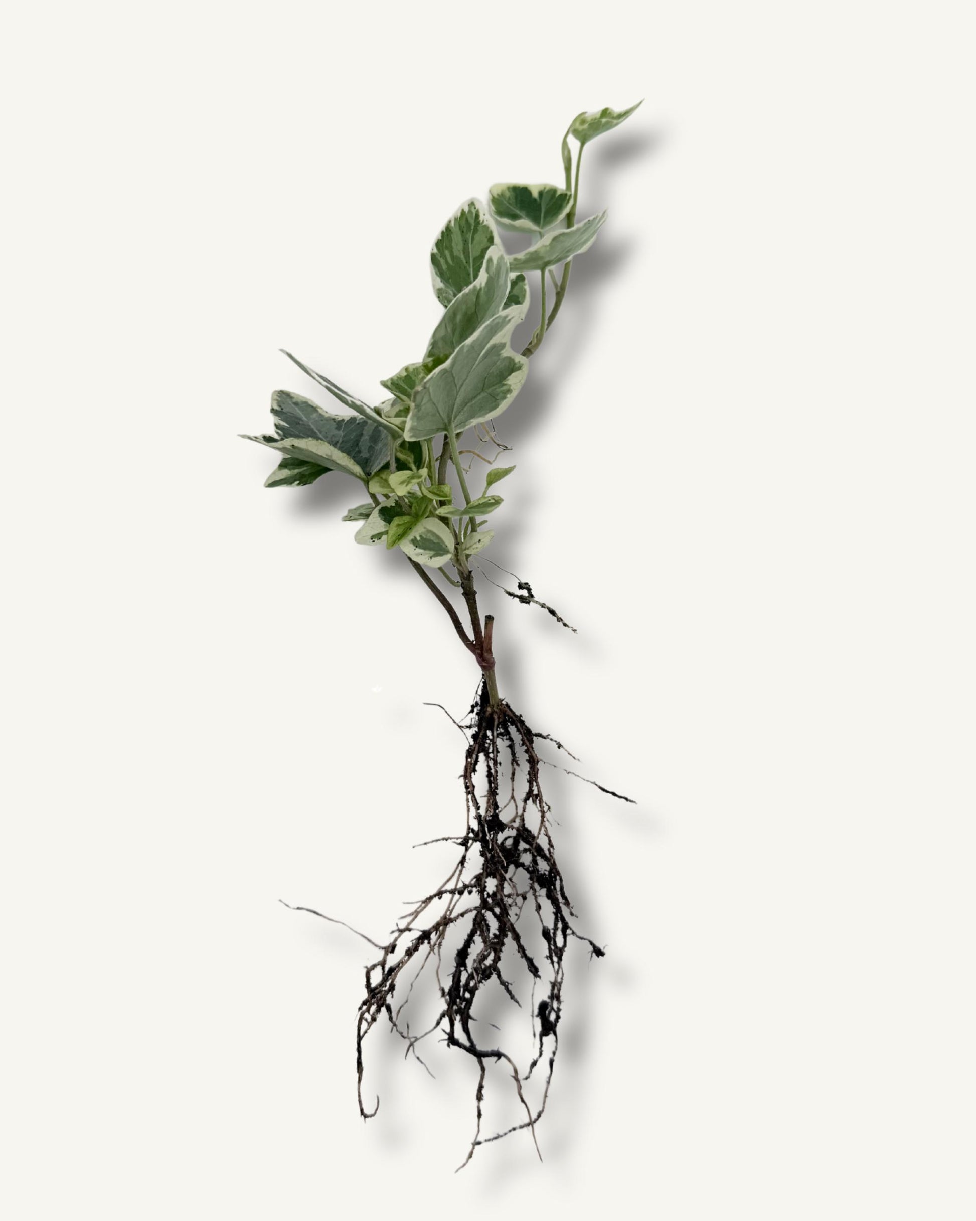 Efeu hedera weißbunt titelbild