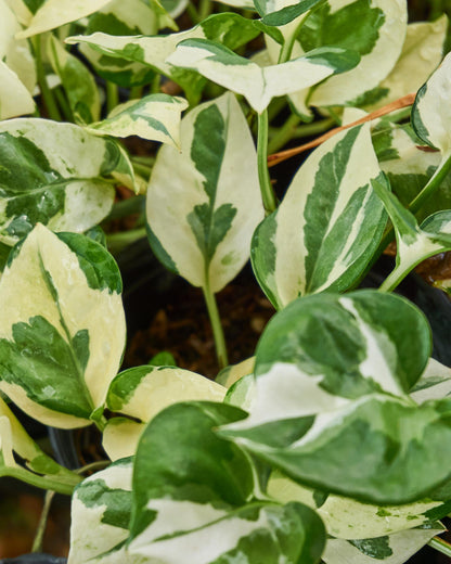 Efeutute ‘Enjoy’ – creme-grüne Panaschierung Nahaufnahme