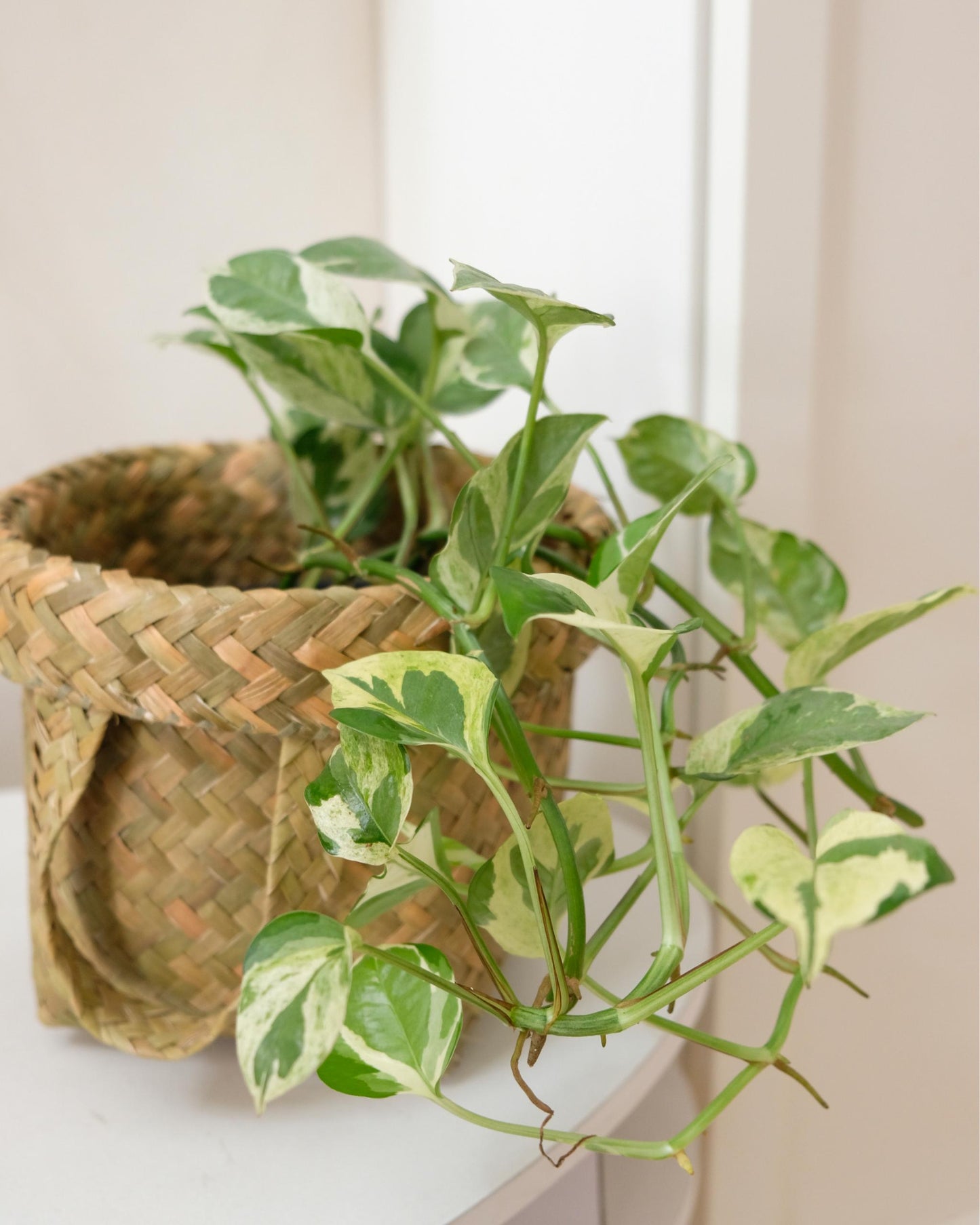 Efeutute ‘Enjoy’ – eingepflanzt im Topf (Beispiel)