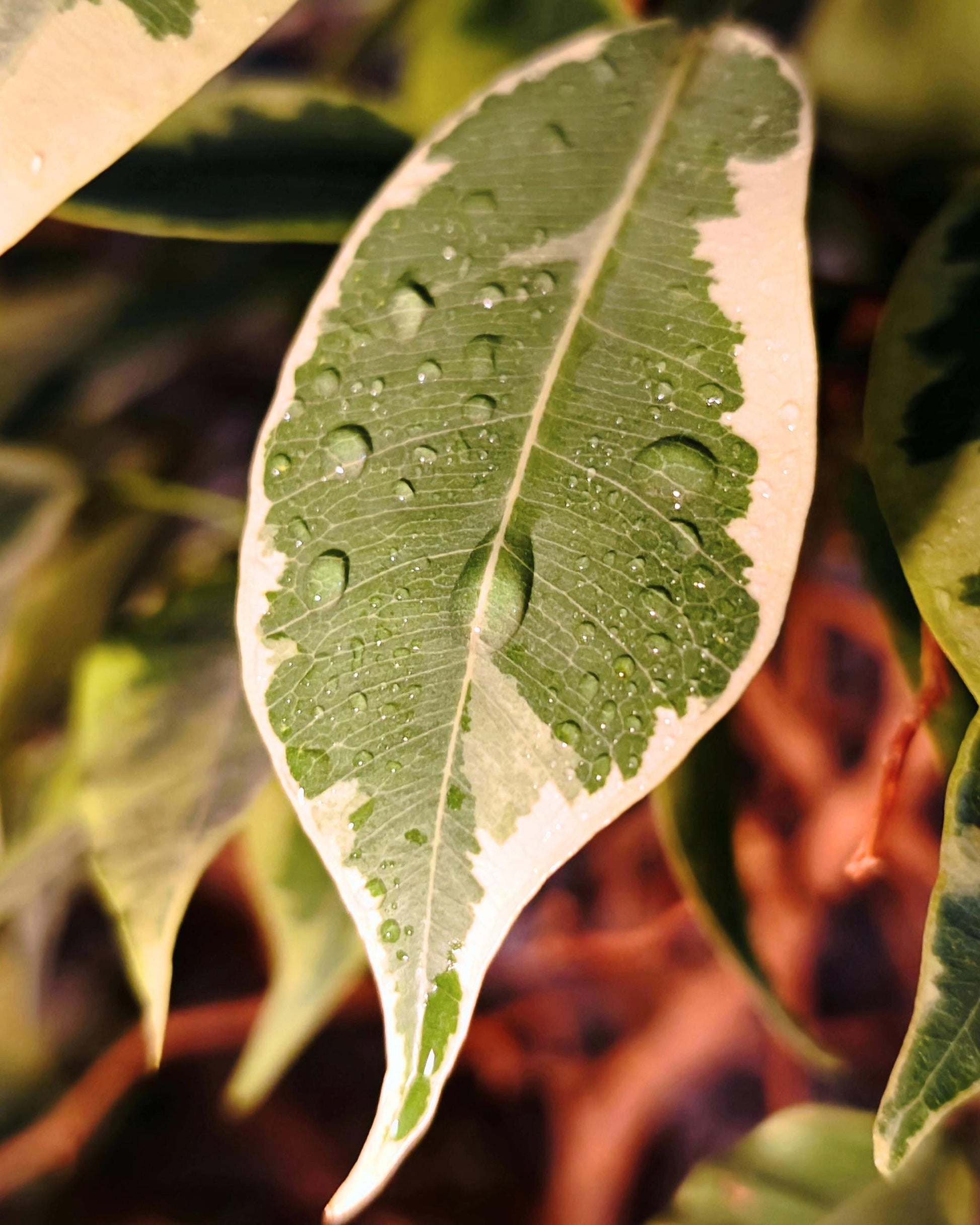Epipremnum ‘Enjoy’ – variegierte Blätter (Detail)