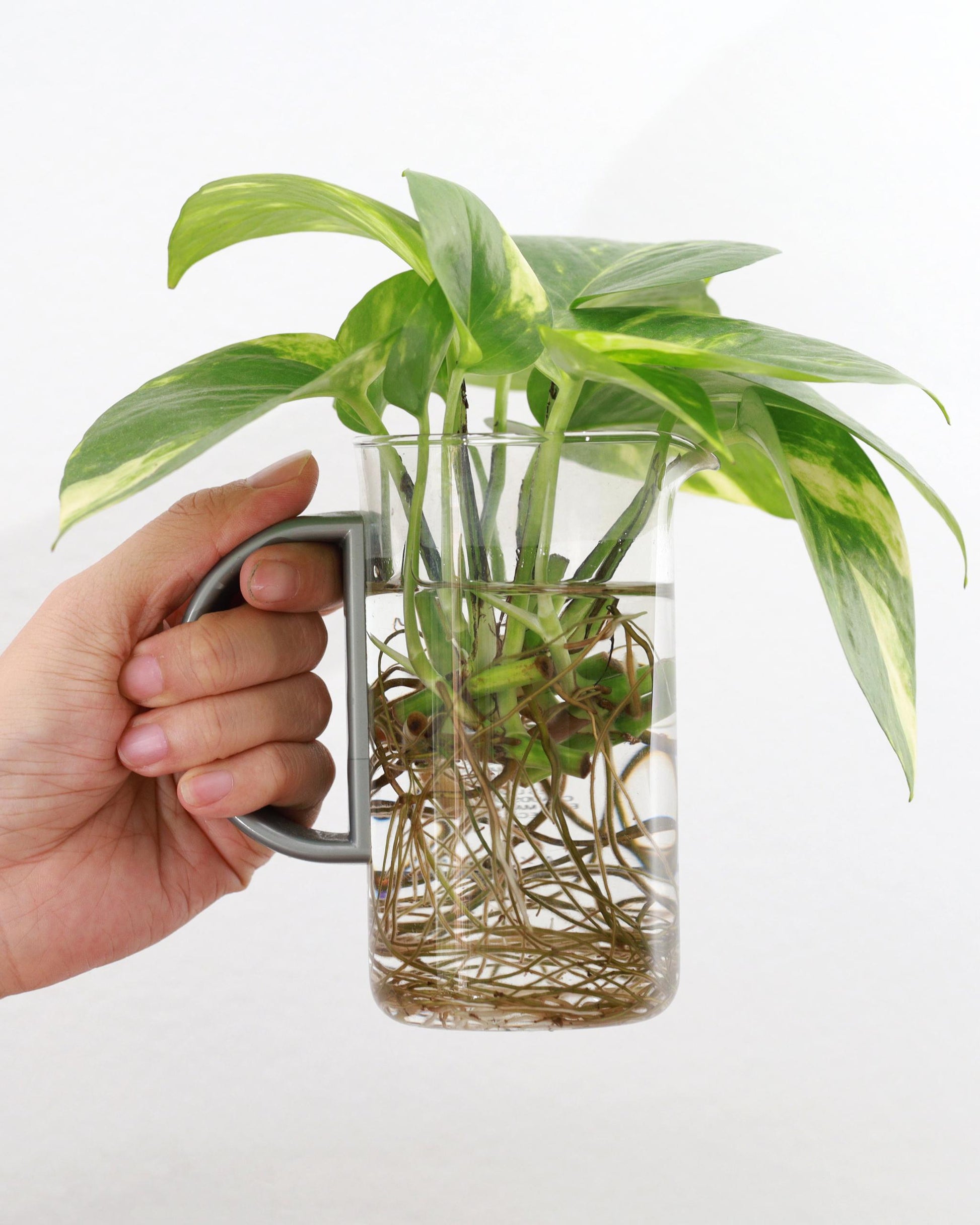 Epipremnum aureum – kräftiges Wurzelwerk (Detail)