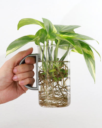 Epipremnum aureum – kräftiges Wurzelwerk (Detail)