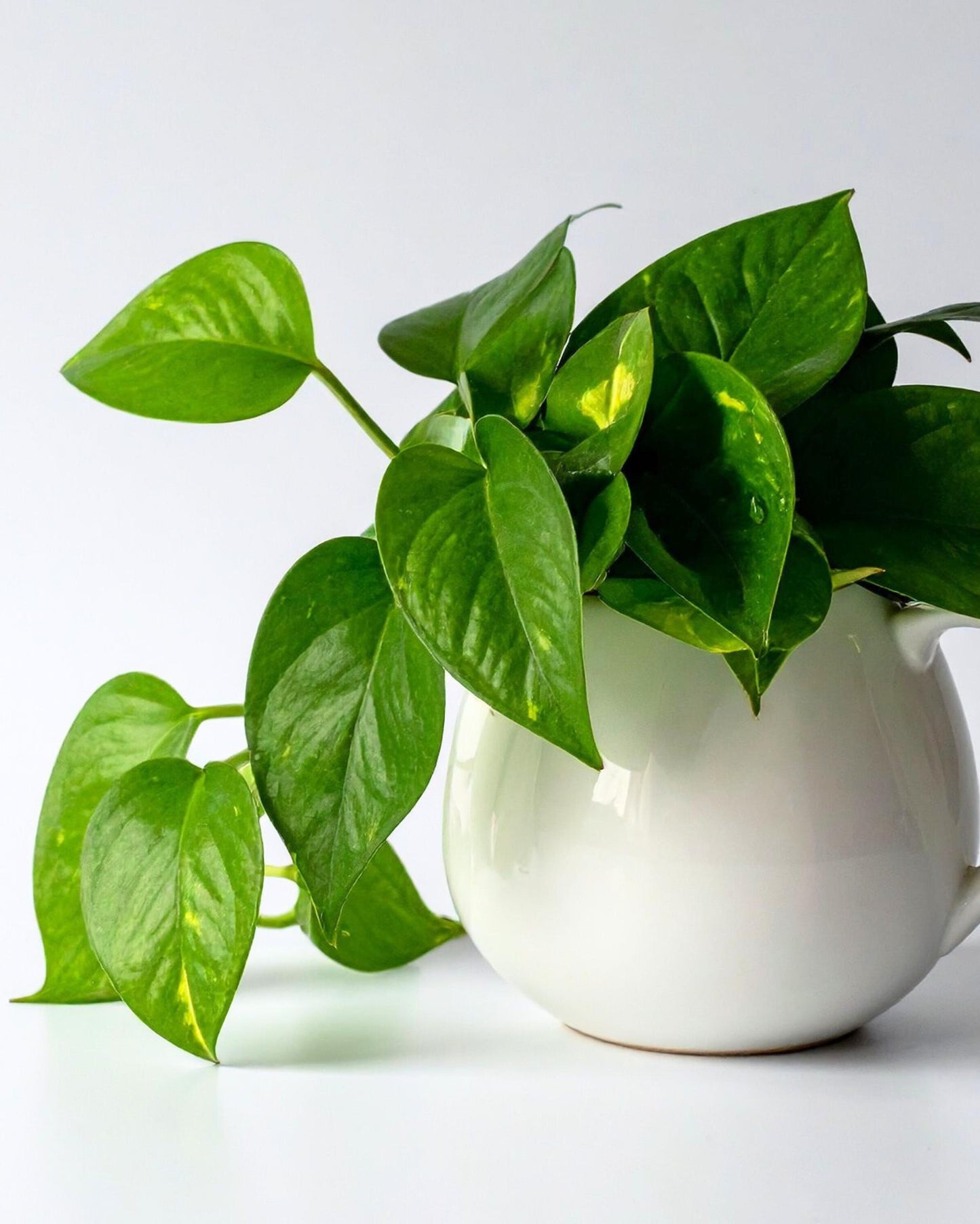 Epipremnum aureum – Zimmerpflanze im Wohnraum (Beispiel)