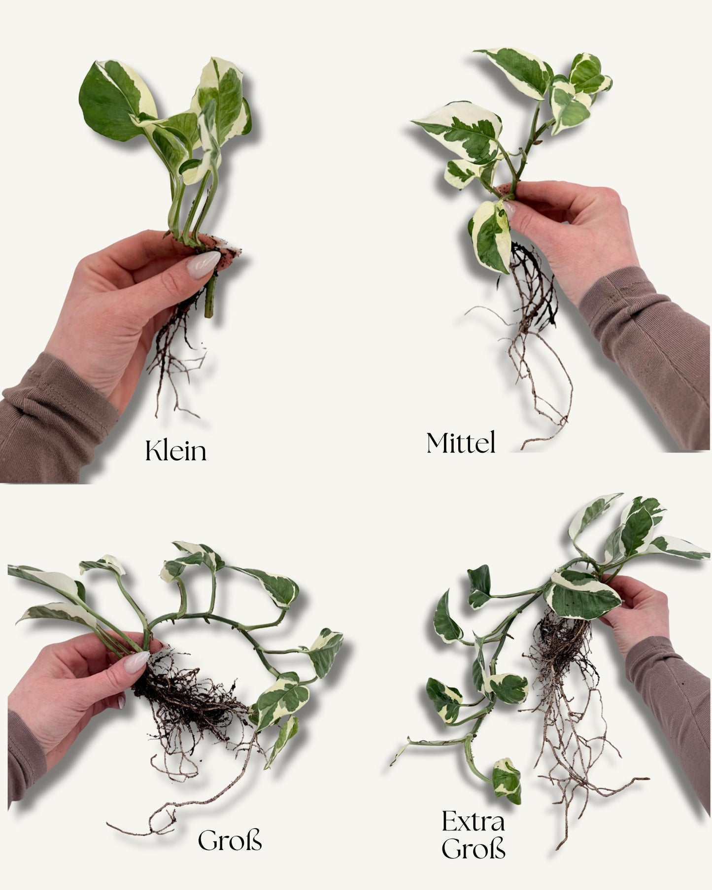 Efeutute Enjoy – Ableger in der Hand (Größenbeispiel)